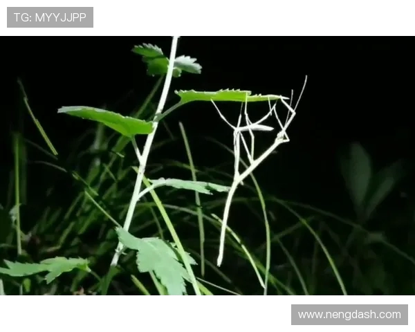 杈藉畞瀹樺浼戣禌鏈熼绛撅紒寮楁牸绂婚槦鎴愬畾灞€锛岃档缁т紵杩庡崟鏍歌€冮獙